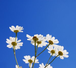 《雏菊》